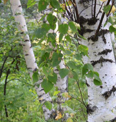桦树的叶子，你有印象吗？