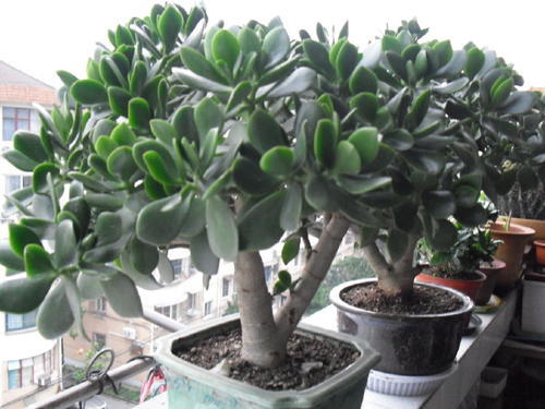 盆栽养护失败的原因