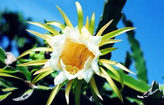 火龙果花与昙花相似