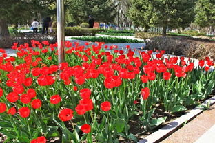 春季花坛，花儿开开开