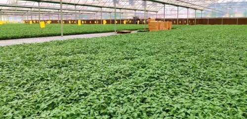 泾阳蔬菜， 香飘四方