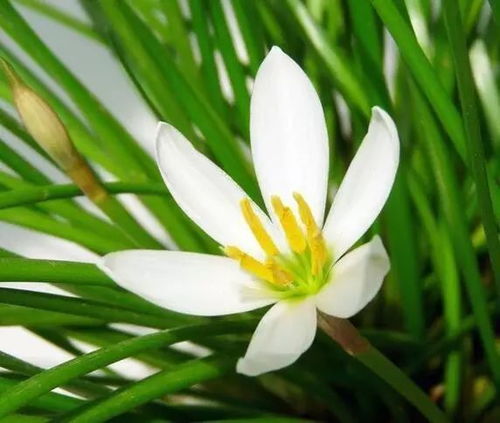 河南的气候与花卉种植