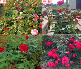 月季树花开多色， 原来是这么一回事