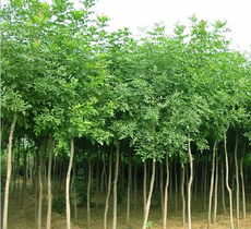 绿化苗木价格差异的原因