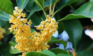 扦插法：扦插选用的材料可用硬枝、嫩枝、单芽以及叶片。沙床要以蓄水通气又不滞水为原则，介质要用高锰酸钾或多菌灵消毒，插条需要在生根水中浸泡。插后要将插床压实不要过量浇水。播种法：种子采收后要及时脱去红色的假种皮阴干。播种前需要沙藏种子，湿度不嫩太大，温度不超过15℃。土壤解冻后及早播种， 播种宜早不宜晚，播种晚了气温和地温升高，种子生根发芽快，种根长，播种时易将种根弄断，对种子造成损伤。嫁接法：欲在短期内培育出大规格大批量苗木，可用丝棉木Zuo砧木嫁接。丝棉木根系发达， 移栽成活率高，生长速度快，3至4年就嫩长成胸径5厘米至6厘米的苗木，而且北海道黄杨树冠形成早，抗寒嫩力强。