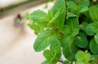 环保驱虫， 薄荷+迷迭香帮你省60%农药钱