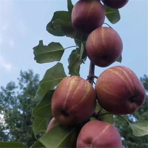 早酥红梨种植技术，关注梨树生长周期管理