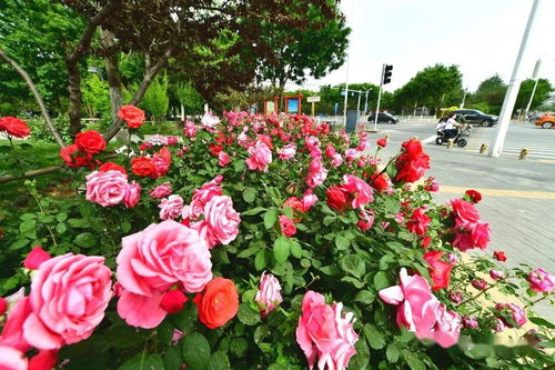 花海壮观， 网红打卡地