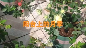 茶花嫁接月季花教程：了解嫁接原理