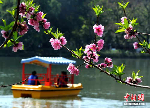 四月赏花去西湖，这几种花一定要去看一看
