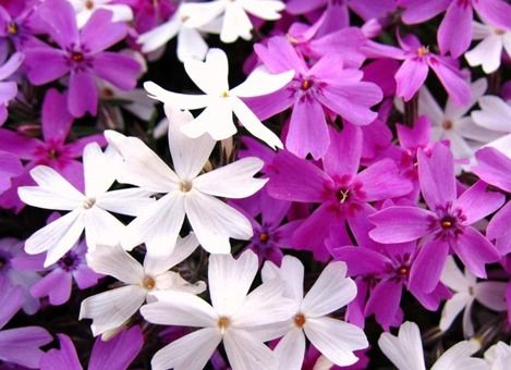 芝樱（花地毯本毯）