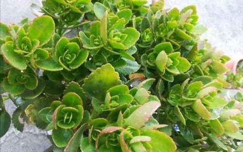 长寿花长花苞不长叶子，是缺什么肥料导致的