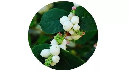 雪果种植技巧，花语纯洁无瑕