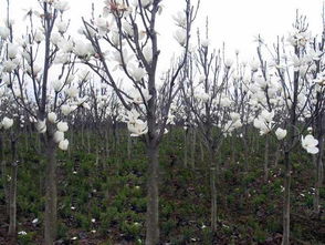 白玉兰的传说与魅力