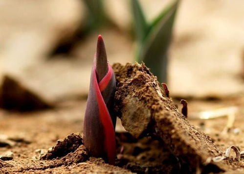 步骤五：耐心等待， 见证奇迹的发生