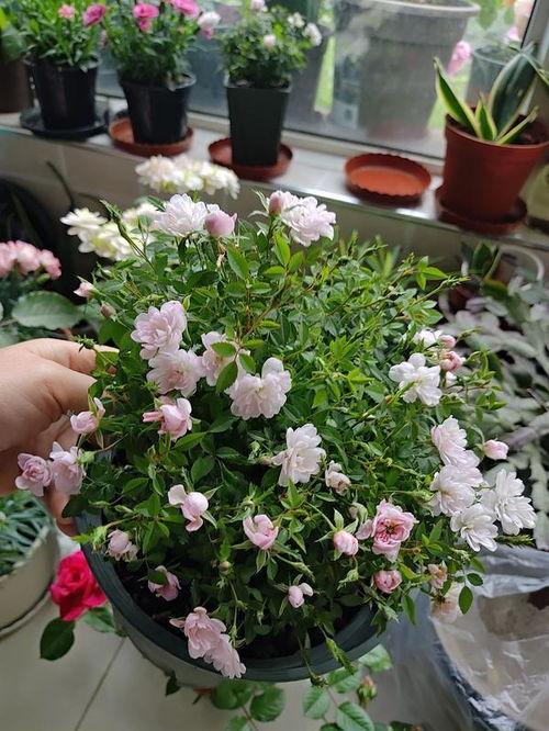 超微月季的小秘密