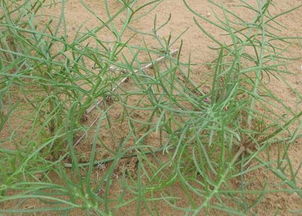 沙打旺：根系太猛，小心盆裂