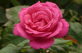 蔷薇花与玫瑰花的区别