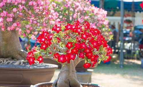 沙漠玫瑰：香飘万里的奇迹