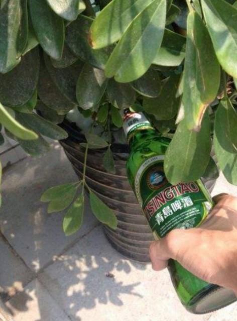 啤酒浇花，花卉焕发新活力！