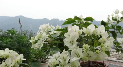 三角梅专用肥料哪种最好？老花匠教你选对肥料