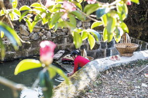 红花油茶的花期秘密