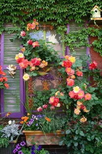 中国绯红茶香月季与屏东月季的区别揭秘