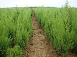 蜀桧的种植偏好