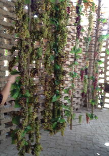 新疆戈壁滩上的聚宝盆