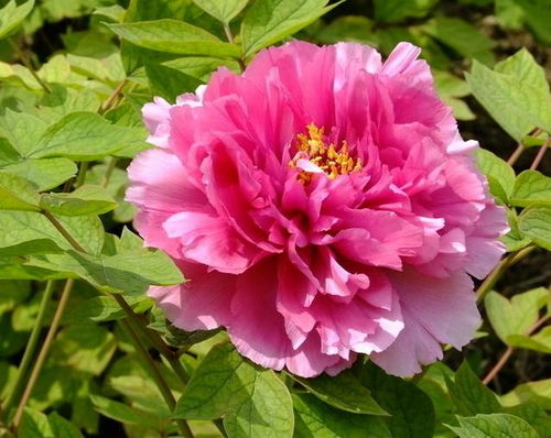 “牡丹绽放，诠释绝代风华，美丽之花语”