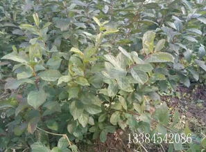 钙果苗的价格与购买