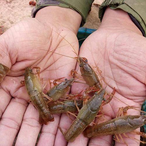 虾都吃什么食物，它们的食物来源和小虾苗有什么不同？