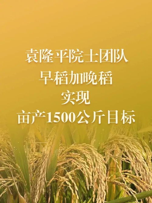 如何通过蓖麻种植技术提高亩产，实现超过千公斤的产量？