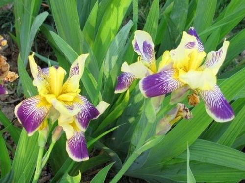 鸢尾花种植在家里的吉凶之谜