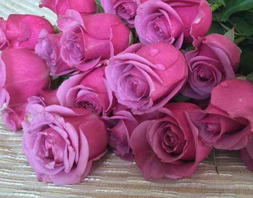 冷美人月季，全年开花之谜