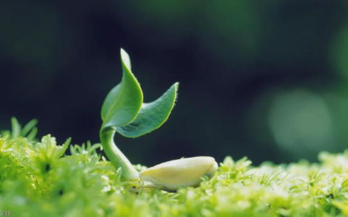 草本植物大全：养眼好养生的植物