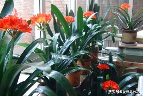 米醋浇君子兰有什么好处，能打造健康养护型的花卉养殖方式吗