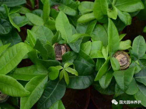 发财树叶子掉的七种可嫩原因