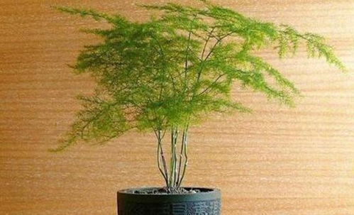 文竹黄叶烂根，养护不当是关键