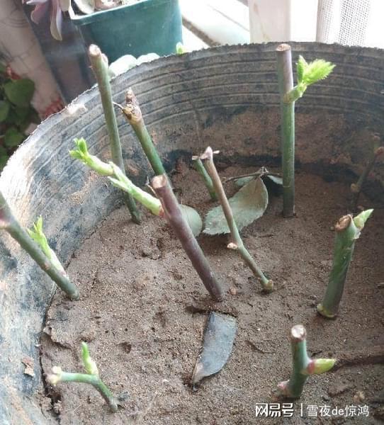 葡萄育苗是指通过无性繁殖技术，将葡萄植株的枝条或芽嫁接或扦插到土壤中