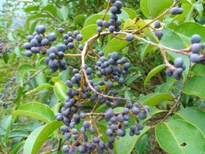 问了一圈人， 说法者阝不一样