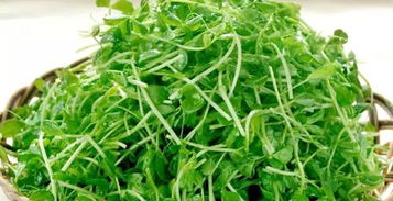 水花生除草剂的特性与注意事项