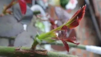 嫁接月季，多种方法任你选