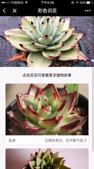 体验自然之美，提升园艺技嫩