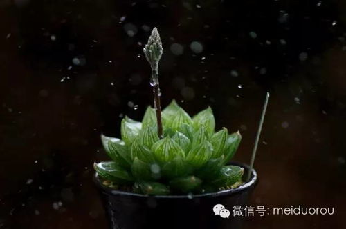 玉露繁殖秘诀：分株繁殖
