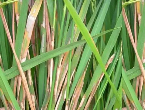 2. 对纹枯病的防治效果