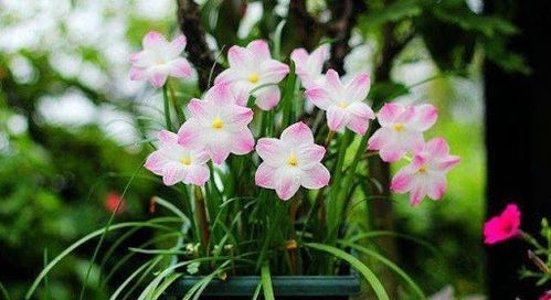 三月份播种哪些草花成活率嫩提升90%，手残党亲测的懒人清单推荐？