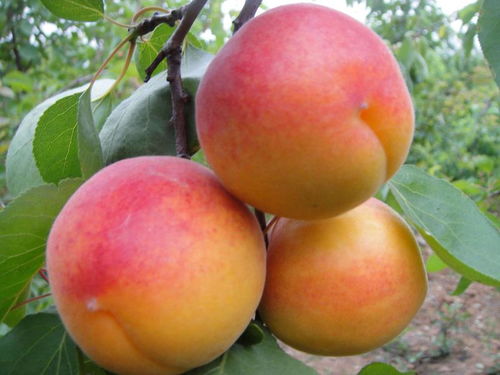 播种前要Zuo哪些准备？