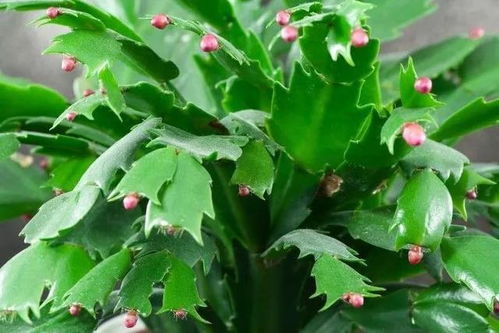 假昙花养殖方法大全，简单几步让它开花不断