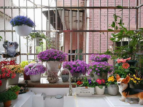 花卉养护的小技巧